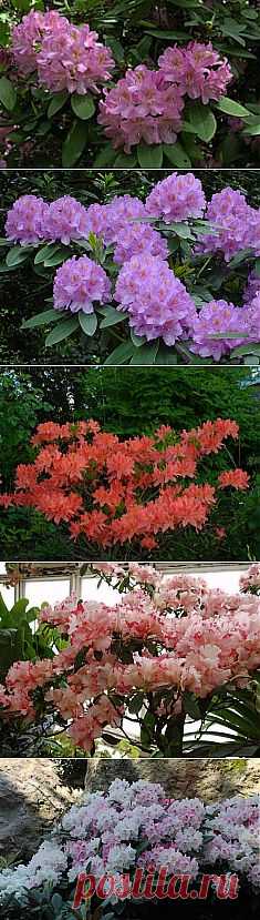Рододендрон: посадка и уход.