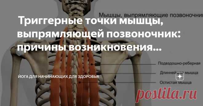 Йога для начинающих для здоровья Пост автора «Йога для начинающих для здоровья» в Дзене ✍:  Триггерные точки мышцы, выпрямляющей позвоночник: причины возникновения, симптомы и методы устранения  Терапия триггерных точек — растяжка...
