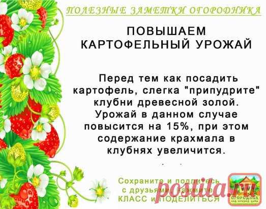 КОПИЛОЧКА  ОГОРОДНИКА!
Сохраните и поделитесь с друзьями!
#✒ЗаметкиОгородника✒