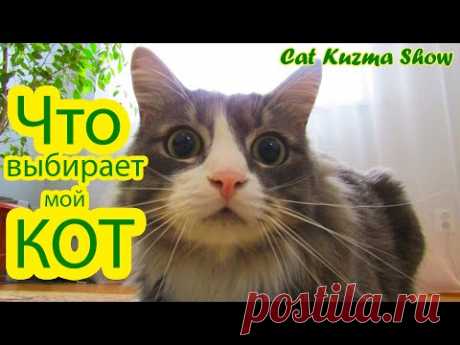 ТАКОГО МЫ НЕ ОЖИДАЛИ! Что выбрал наш кот Кузьма/приколы с животными/Cat Kuzma Show Посмотрите о ком заботится наш кот.