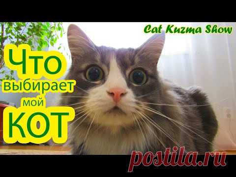 ТАКОГО МЫ НЕ ОЖИДАЛИ! Что выбрал наш кот Кузьма/приколы с животными/Cat Kuzma Show Посмотрите о ком заботится наш кот.