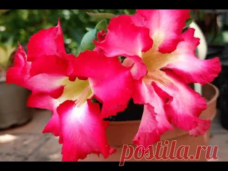 Адениум &quot;Mini Size&quot;. Цветение (Adenium)
