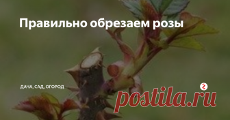 Правильно обрезаем розы Правильной обрезки требуют не только деревья, но и розы. Давайте рассмотрим нюансы.
Виды обрезки
1.	Сильная обрезка (низкая)
Мероприятие необходимо для всех разновидностей роз, а также выполняется при высадке молодых саженцев. Метод корректирует куст, направлен на стимуляцию роста и формирование растения. Ветки обрезаются кардинально, с оставлением одной трети побега. Каждый стебель усекается почт