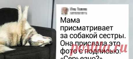 20+ домашних любимцев, для которых нет ничего проще, чем поднять настроение своему хозяину