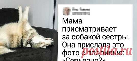 20+ домашних любимцев, для которых нет ничего проще, чем поднять настроение своему хозяину