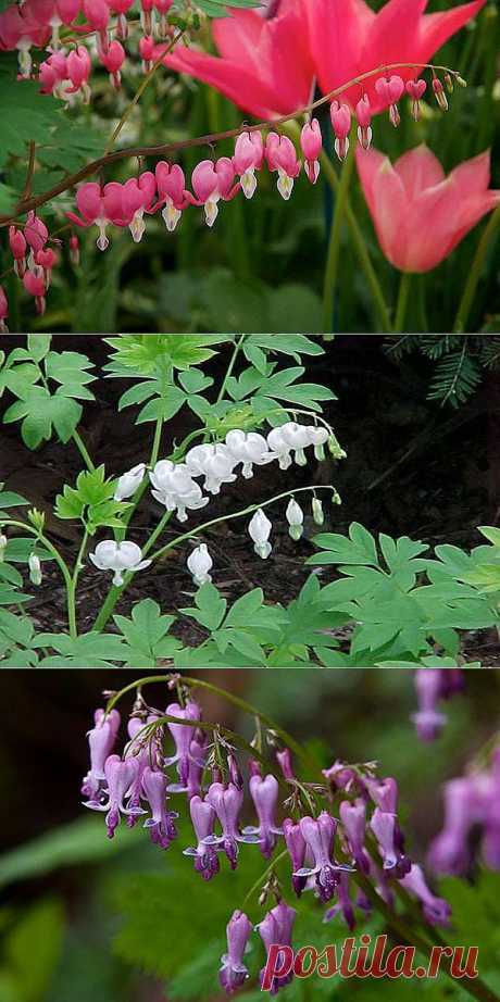 Дицентра - фото сортов, посадка и уход за дицентрой