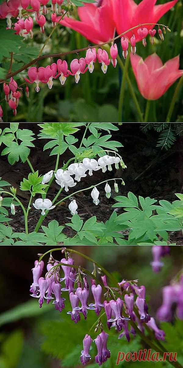 Дицентра - фото сортов, посадка и уход за дицентрой