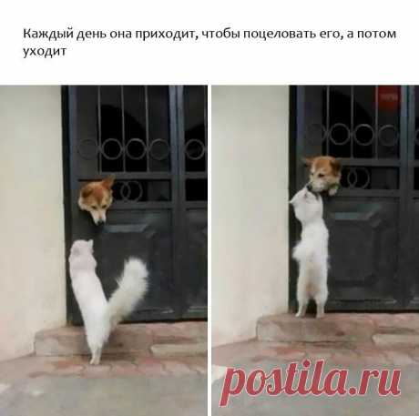 Счастливых животных пост