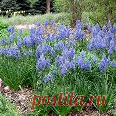 Камассия Кузика -редкое растение в цветниках — 6 соток