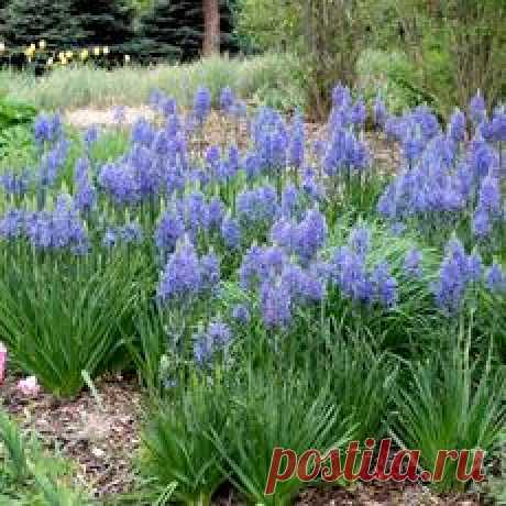 Камассия Кузика -редкое растение в цветниках — 6 соток