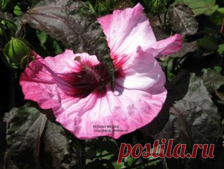 Семена гибискусов травянистых - № 24 ) 7 шт
https://hibiscus-alena.ru/products/category/2003928