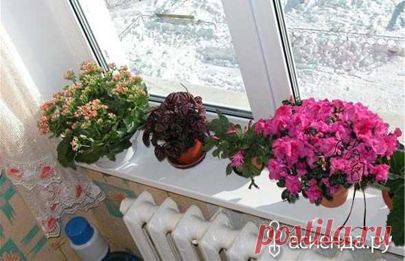 Полезные свойства комнатных цветов.: Группа Комнатные растения