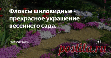 Флоксы шиловидные - прекрасное украшение весеннего сада. Почему в наших садах почти нет таких цветов? Флоксы шиловидные зацветают вместе с весенними луковичными.   У этих флоксов очень много преимуществ перед другими почвопокровниками- они прекрасно и долго цветут, но для этого нужно посадить разные сорта.    По краям тропинок они хороши и в бордюрах даже после цветения. Не нужно думать, чем бы отгородить тропинку от грунта. Живой и красивый бордюр