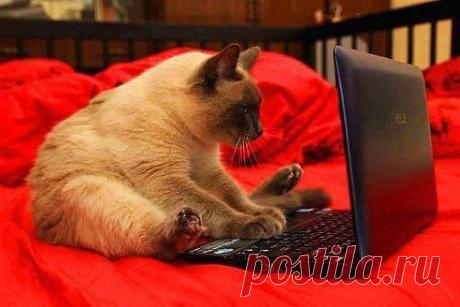 (74) Одноклассники