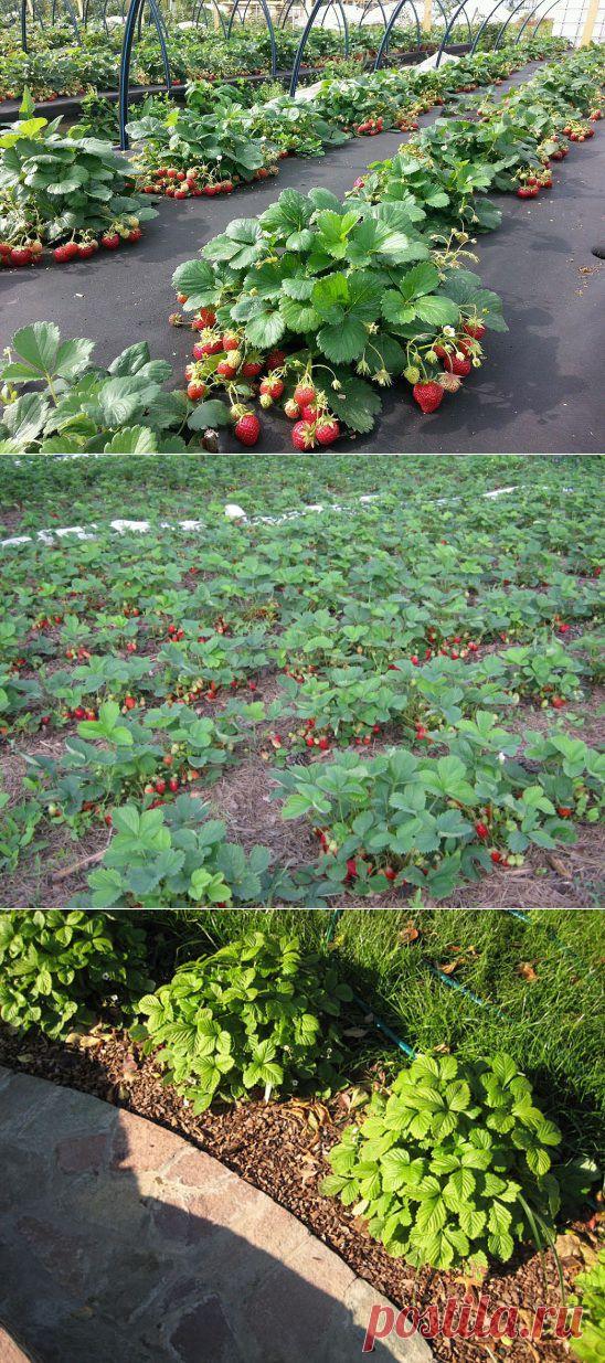 все о клубнике