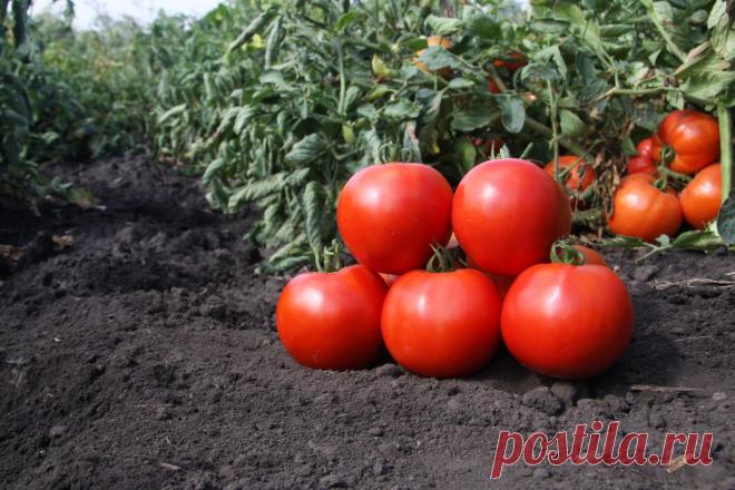 Выращивание рассады помидор для новичков по дням..