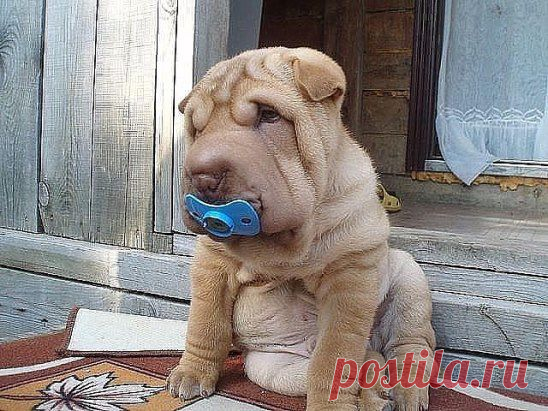 Обыскали весь дом... Искали соску...))