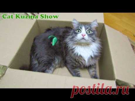 КОТ КУЗЬМА и КОРОБКА.  Мой забавный кот Кузьма любит коробки и своего мишку.