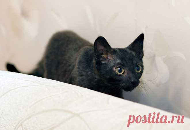 Мои кот