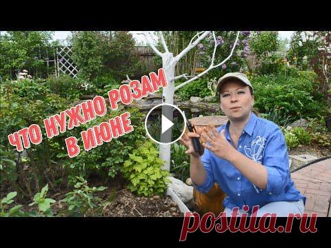ЧТО НУЖНО РОЗАМ В ИЮНЕ, УХОД ЗА РОЗАМИ Секатор Fiskars заказывала на Citilink - ЧТО НУЖНО РОЗАМ В ИЮНЕ, УХОД ЗА РОЗАМИ. Июнь - один из самых важных месяцев в жизни розы. Это единственный ме...