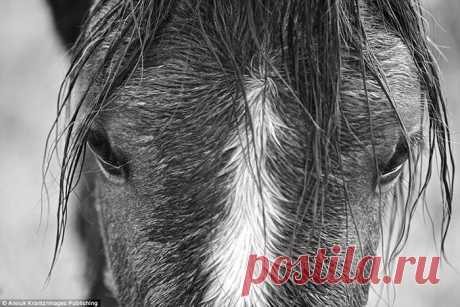15 чёрно-белых фотографий диких лошадей, ради которых туристы стремятся на далёкий остров В мире осталось достаточно много мест, где можно увидеть диких лошадей. Однако увидеть дикими породистых скакунов -такое встречается очень редко, и именно ради этого туристы приезжают на остров Камбер...
