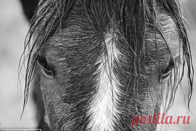 15 чёрно-белых фотографий диких лошадей, ради которых туристы стремятся на далёкий остров В мире осталось достаточно много мест, где можно увидеть диких лошадей. Однако увидеть дикими породистых скакунов -такое встречается очень редко, и именно ради этого туристы приезжают на остров Камбер...