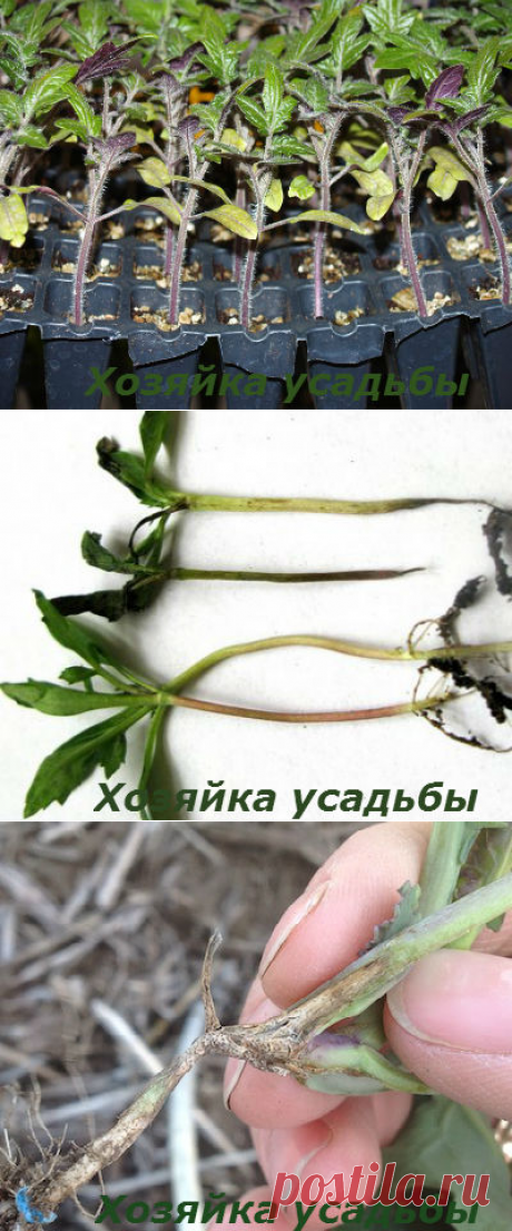 Заболевание рассады чёрная ножка, профилактика, меры борьбы.