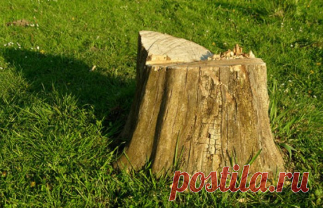 Совет от бывалого дачника: Как легко удалить пень на участке без выкорчёвывания Каждый хозяин-дачник рано или поздно сталкивается с необходимостью избавиться на участке от старого, никому не нужного пня. Самый очевидный способ – корчевание. Однако это сложно. Существует еще один, не менее действенный, хотя и сопряженный с некоторыми рисками способ...