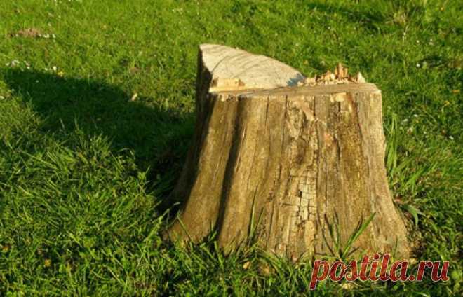 Совет от бывалого дачника: Как легко удалить пень на участке без выкорчёвывания Каждый хозяин-дачник рано или поздно сталкивается с необходимостью избавиться на участке от старого, никому не нужного пня. Самый очевидный способ – корчевание. Однако это сложно. Существует еще один, не менее действенный, хотя и сопряженный с некоторыми рисками способ...