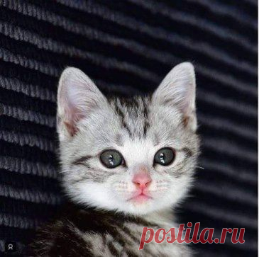 Одноклассники