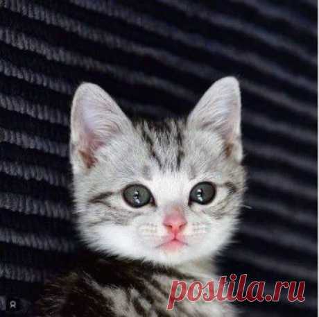 Одноклассники