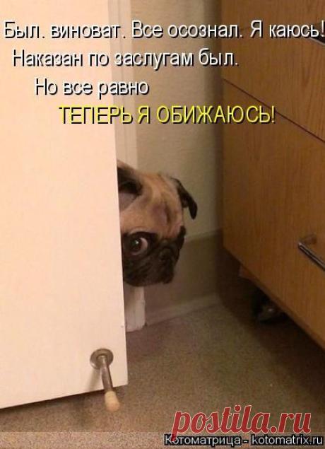 Котоматрица