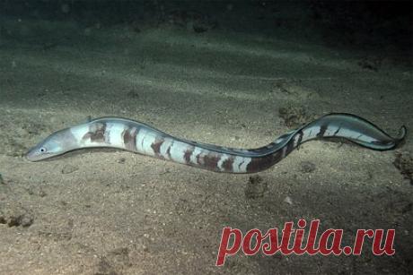 Опубликована научная работа о лох-несском чудовище-угре. Огромный доисторический монстр из озера Лох-Несс уже много лет остается предметом спекуляций, несмотря на многочисленные попытки разоблачить миф о «Несси». Одной из версий относительно того, что за существо могли видеть в водах озера, была гипотеза об огромном угре. Именно за нее взялся Фло Фоксон, дата-саентист.