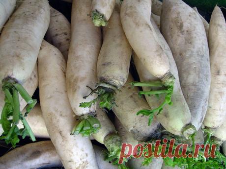 Редька – посадка и уход в открытом грунте, уборка и хранение