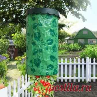Vyirashhivanie-pomidorov-vverh-nogami-5-1.jpg (336×336)