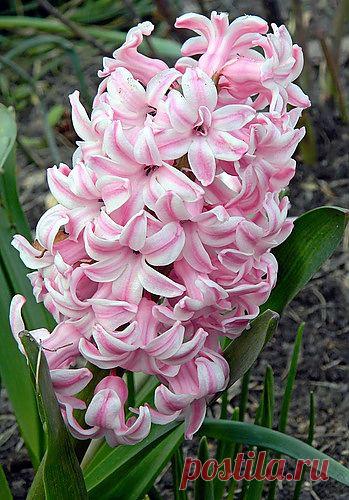 Тараторка — «нежно-розовая красавица» на Яндекс.Фотках