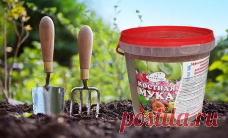 Как применять костную муку в качестве удобрения и в чем ее польза для растений