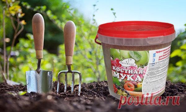 Как применять костную муку в качестве удобрения и в чем ее польза для растений