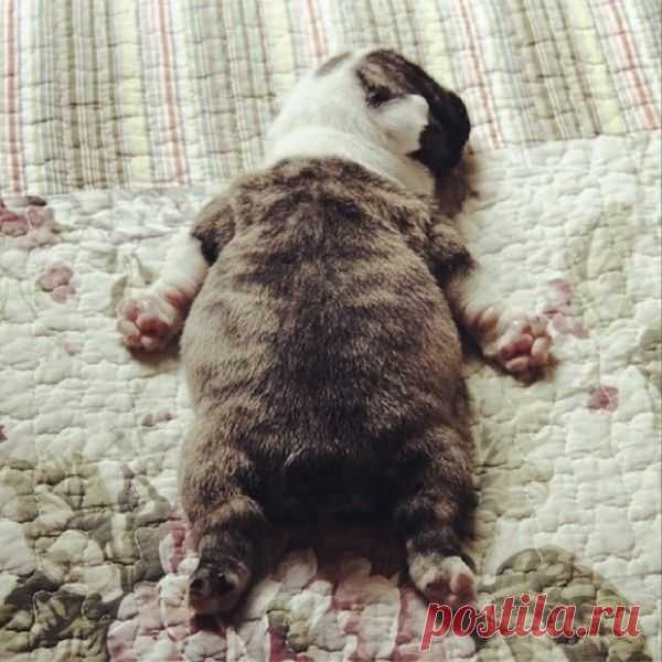 Щенячьи попки