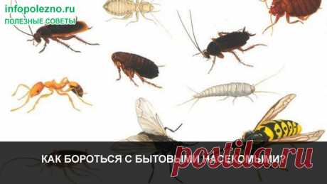 КАК БОРОТЬСЯ С БЫТОВЫМИ НАСЕКОМЫМИ?