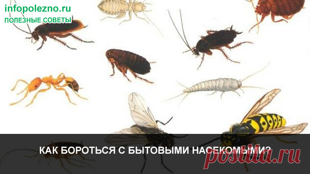 КАК БОРОТЬСЯ С БЫТОВЫМИ НАСЕКОМЫМИ?