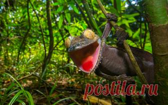 Ухмыляющийся геккон — мастер камуфляжа Хитрый геккон пытается сойти за ствол дерева, чтобы скрыться от хищников — мадагаскарских кукушек, или коуа. Однако, обнаружив, что его раскрыли,