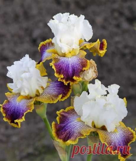 Iris 'Patchwork Puzzle' The perfect UNI flower!  |  Найдено на сайте allthingsplants.com.