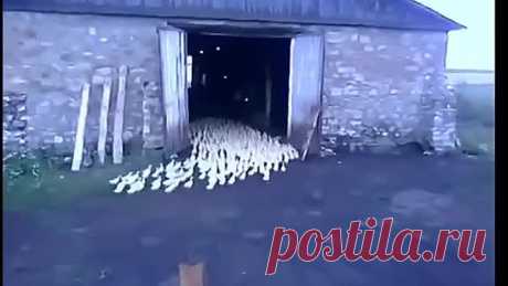 Ему бы в цирке работать или в армии служить )))
