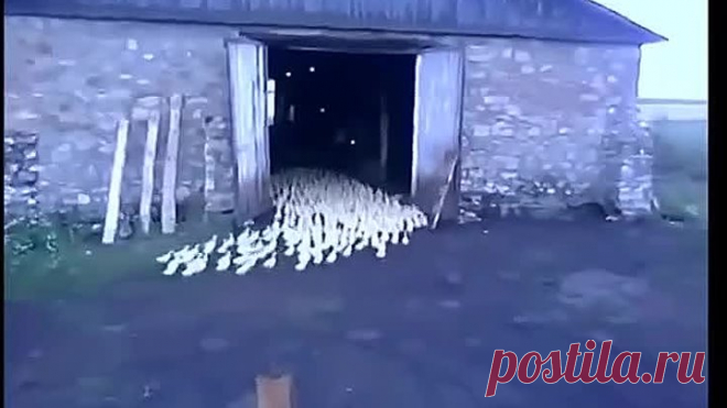 Ему бы в цирке работать или в армии служить )))