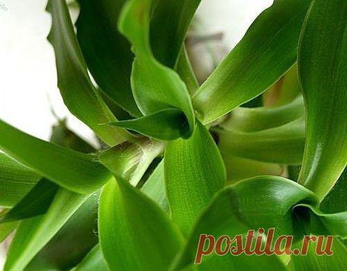 Золотой ус и его лечебные свойства