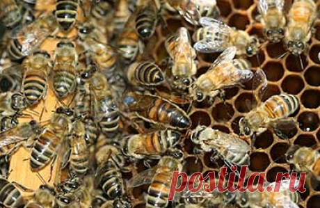 Усики матки и оплодотворение яиц
Категория: Биология пчелиной семьи
Опубликовано: 23 сентября 2014 
Как ответили мне ученые НИИ пчеловодства:
«... единого мнения относительно механизма откладки маткой оплодотворенных и неоплодотворенных яиц нет».

В журнале «Пчеловодство» № 9, 1989 г. В.В.Тряско в статье «Некоторые вопросы биологии и размножения» отмечает, что сигнал о подаче спермы на яйцо может поступать либо от чувствительных волосков брюшка матки, либо от усиков, либо ...