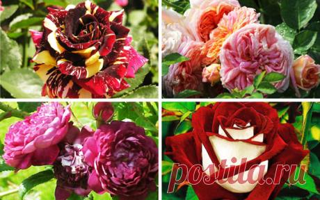 Как укоренить розу из букета. Пошаговый мастер-класс | WikiBotanika.ru