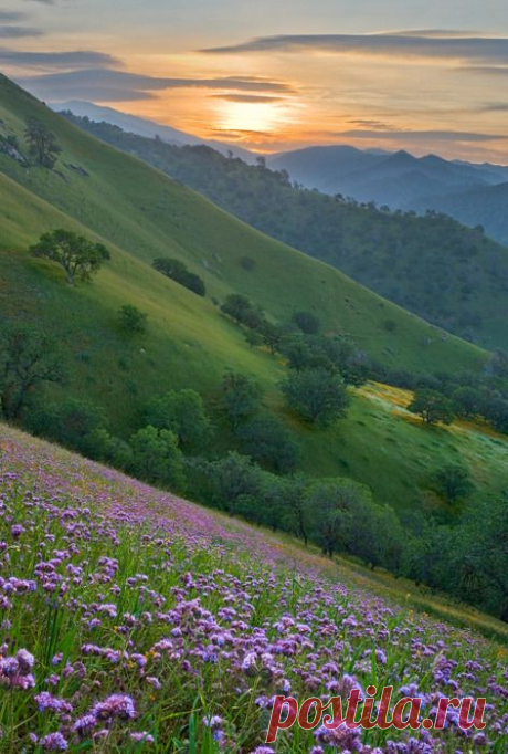 A carpet of lavender wildflowers at sunrise along the Caliente-Bodfish road in the Southern Sierra Nevada east of Bakersfield, California - By Mark Geistweite
Mikael's Playground из Mikael's Playground   |   Pinterest • Всемирный каталог идей