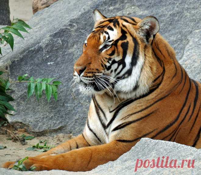 Hier bin ich der Chef ! - Image & Photo by Joew from Groß- und Kleinkatzen - Photography (28970439) | fotocommunity